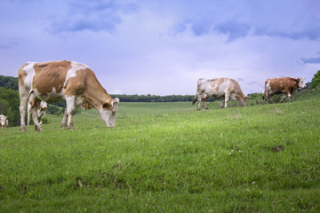 Fototapeta na wymiar Cows eating on green fields