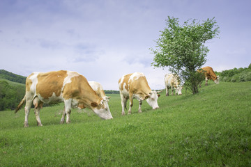 Obraz na płótnie Canvas Cows eating on green fields