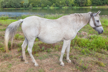 beautiful white mare