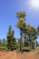 Kanarenkiefern im Sommer - Kanarische Inseln, La Palma © wechselbalg