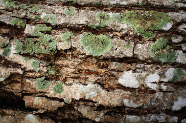 Tree bark texture and Lichen, Hypogymnia physodes growing on a tree.