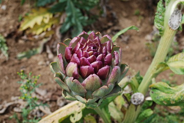 Artichokes (bud) growing on the field. Agriculture in France.