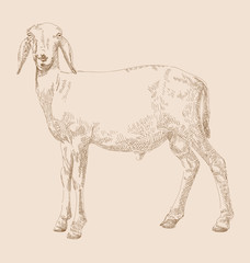 hand drawn goat