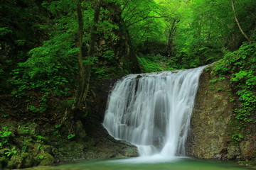Fototapeta premium 岩手県 夏の幣掛けの滝