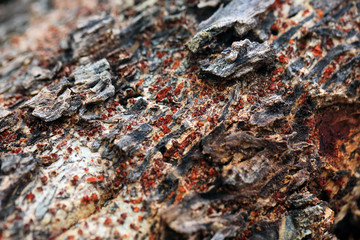 Tree bark texture.Old grunge wood texture use for background.