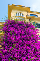 old building with bougainvila flowers