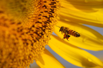 ヒマワリの蜜を集めるミツバチ
ヒマワリの花の周りを懸命に飛び回るミツバチがかわいらしかった。