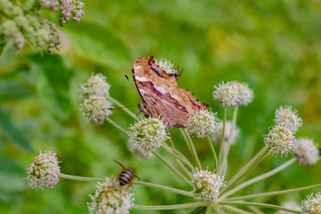 The reverse side of a black orange butterfly on a white flower close-up
