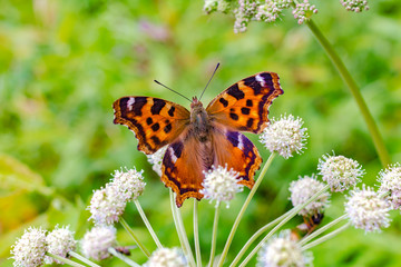 Butterfly black and orange color on a white flower close-up