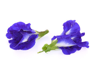 Butterfly Pea flower istolated on white
