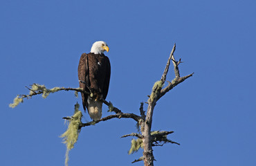 A Bald Eagle (Haliaeetus leucocephalus) perched a tree, shot in Tofino, British Columbia, Canada.