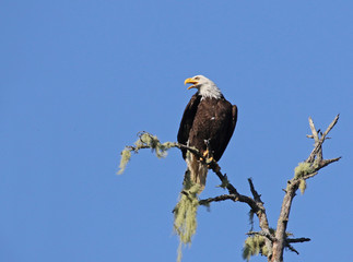 A Bald Eagle (Haliaeetus leucocephalus) screeching from a tree, shot in Tofino, British Columbia, Canada..