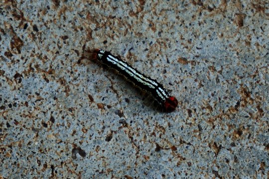 Caterpillar on concrete floor