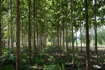 Papier Peint photo Arbres green of teak plantation
