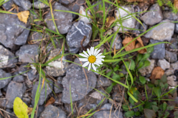One daisy flower on ground and green grass background