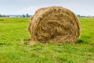 Round hay bale on green grass