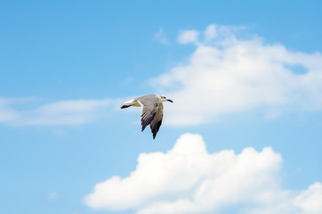 Obraz premium Seagull