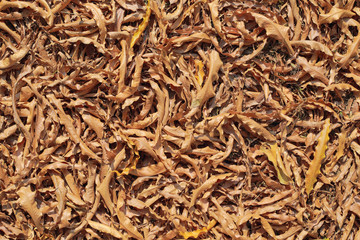 Selective focus of dry leaves on the ground,a beautiful autumn forest.