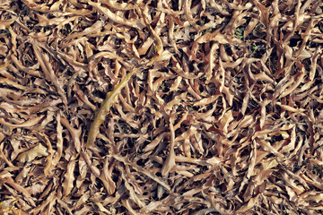 Selective focus of dry leaves on the ground,a beautiful autumn forest .