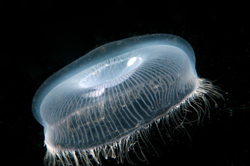 Crystal jellyfish swims in the dark