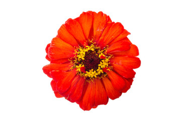 head of zinnia flower