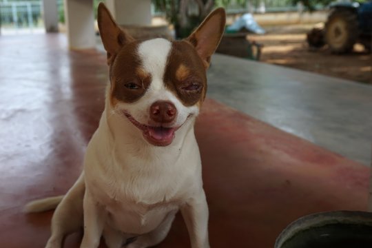 red blind chivava dog