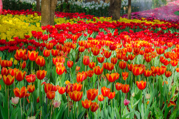 tulips field in park