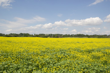 A field of flowering rapeseed. Beautiful summer rural landscape