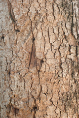 Tree bark texture wallpaper