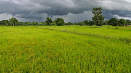 Rice Field Before Raining