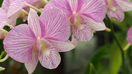 Purple White Dendrobium Orchid