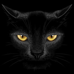 Black cat on a black background