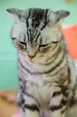 Obraz premium Sleepy scottish fold cat