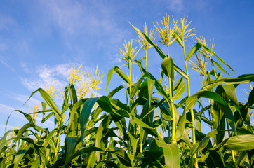 corn fields with blue sky in Thailand