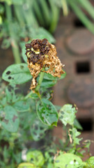 Insects eat Rose Flower