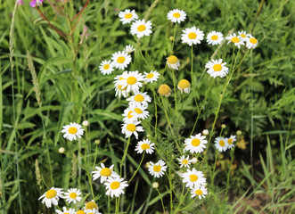 Fototapeta premium Daisies in the grass