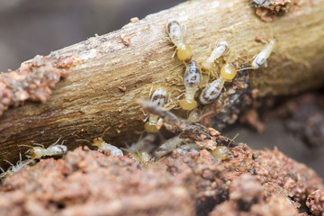 Termite