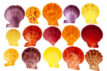 Collection colorful sea shells of mollusk isolated on white back