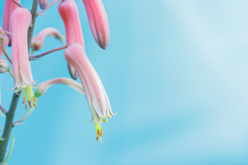 Aloe vera flower blooming with bright blue sky