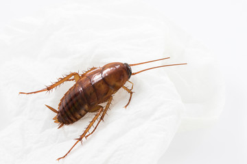 Close up cockroach on white