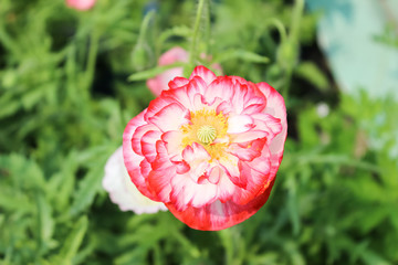 White-red poppies