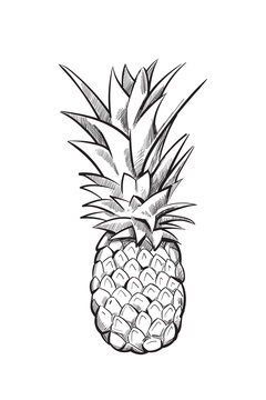 Hand drawn pineapple. Vector fruit