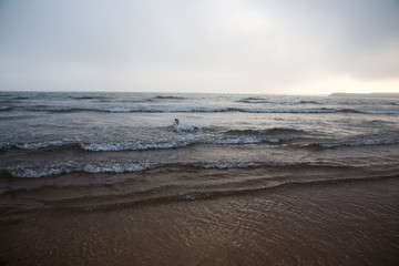 Beach, coast and wave in a summer day