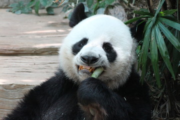 Fototapeta premium Panda in Thailand