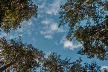tops of the pines against the blue sky