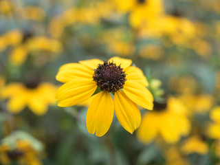 Yellow daisy flower closeup