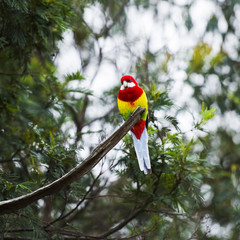 Eastern rosella resting on a branch during the day