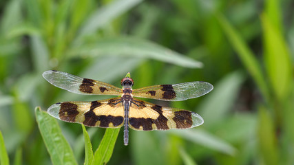 Brown Dragonfly Wings Perched