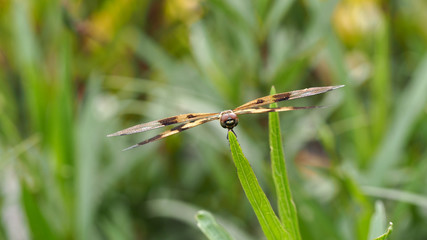 Brown Dragonfly Wings Perched