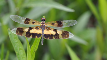 Brown Dragonfly Wings Perched